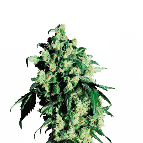 Sensi Seed, Super Skunk®, 3 Seeds, Feminized