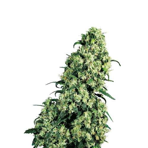 [SEED305] Sensi Seed, Skunk No1®, 3 Samen, feminisiert