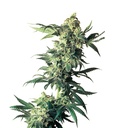 Sensi Seed, Northern Lights®, 3 Seeds, Feminized
