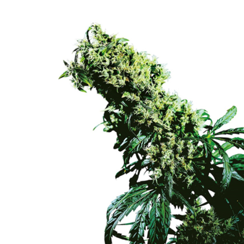 [SEED309] Sensi Seed, NL5 x Haze®, 3 Samen, fem.