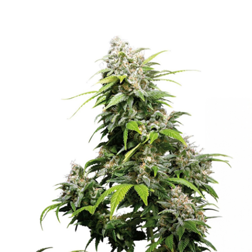 [SEED321] Sensi Seed, California Indica®, 3 Seeds, Feminized