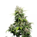 Sensi Seed, California Indica®, 3 Samen, feminis.