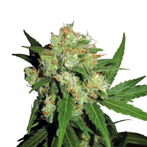 [SEED312] Sensi Seed, Sensi Skunk®, 3 Samen, feminisiert