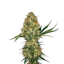 Sensi Seed, Hindu Kush®, 3 Samen, feminisiert