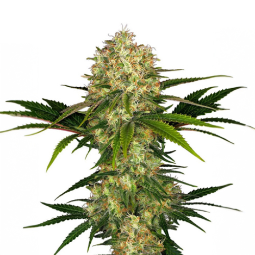 [SEED322] Sensi Seed, Afghani #1®, 3 Samen, feminisiert