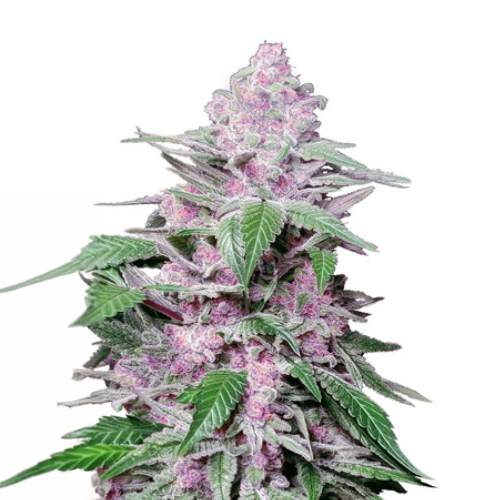 [SEED342] Sensi Seed, Purple Cookie Kush, 3 Samen, femin.