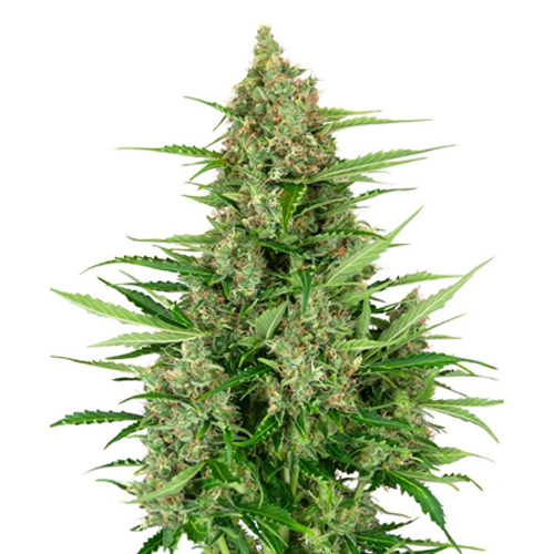 [SEED17AU] Sensi Seed, Double Kush Cake, 3 Seeds, Fem. Autofl