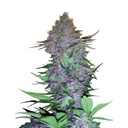 Sensi Seed, Purple Skunk, 3 Samen, fem. autofl