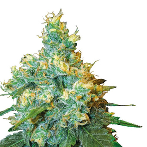 [SEED317] Sensi Seed, Jack Herer®, 3 Samen, feminisiert