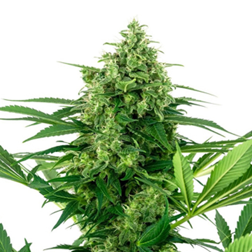 [SEED313] Sensi Seed, Banana Frosting, 3 Samen, feminisiert