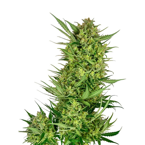 [SEED314] Sensi Seed, Buttercream Gelato, 3 Samen, feminis.