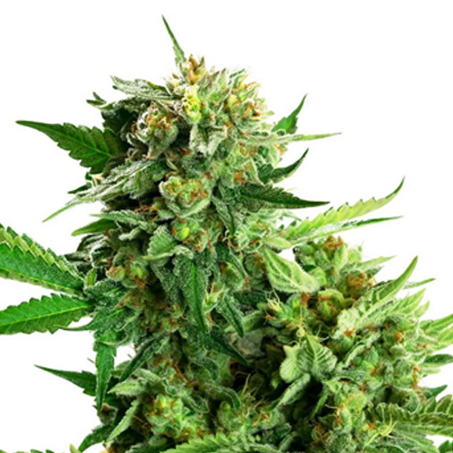 Sensi Seed, Blackberry Cake, 3 Seeds, Feminized