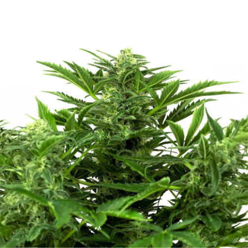 [SEED18AU] Sensi Seed, Mandarine P., 3 Samen, fem. autoflow.