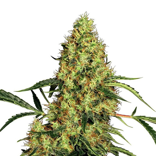 [SEEDMEX] Sensi Seed, Mexican Sativa®, 3 Samen, feminis.