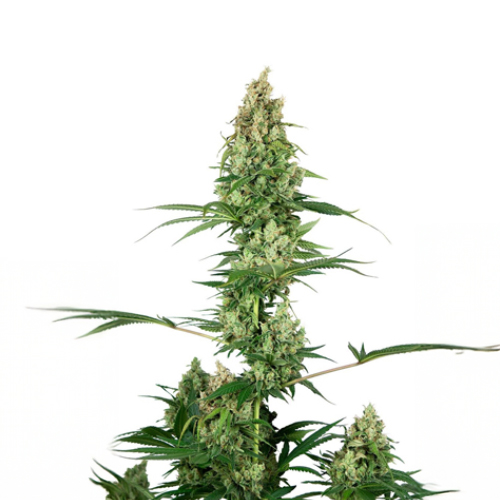 [SEED326] Sensi Seed, Silber Fire®, 3 Samen, feminisiert