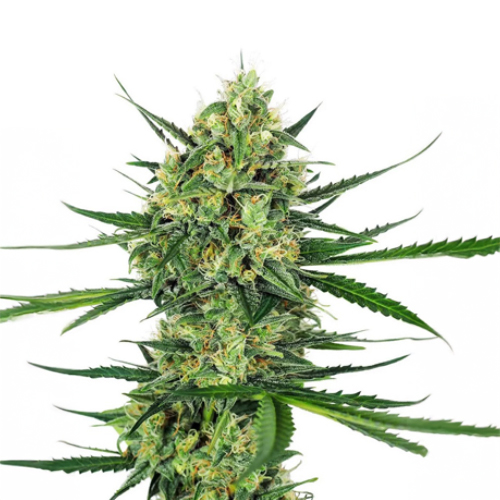 [SEED334] Sensi Seed, Tangerine Sugar®, 3 Seeds, Feminized