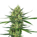 Sensi Seed, Tangerine Sugar ®, 3 Samen, feminis.