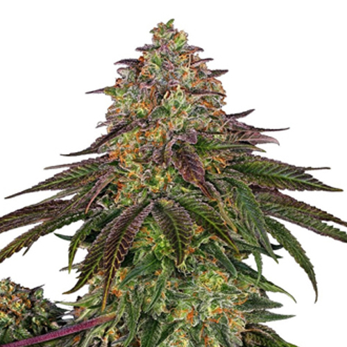 Sensi Seed, Sweet Cherry Kush®, 3 Seeds, Feminized