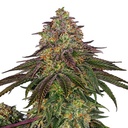 Sensi Seed, Sweet Cherry Kush ®, 3 Samen, feminis.