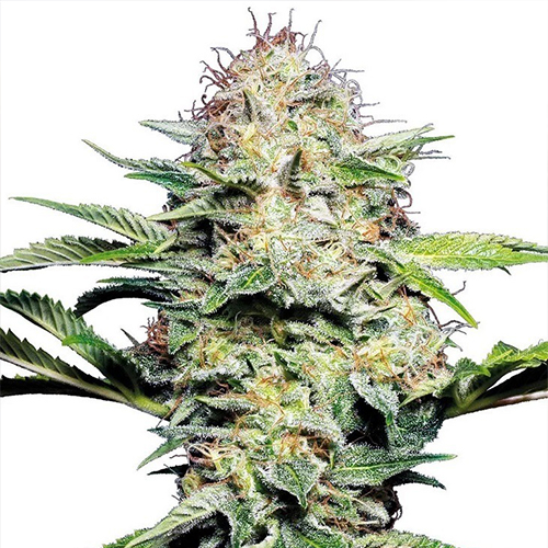 [SEED04AU] Sensi Seed, Sensi Skunk Auto®, 3 Samen, fem.auto
