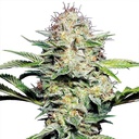 Sensi Seed, Sensi Skunk Auto®, 3 Seeds, Fem.auto