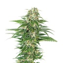 Sensi Seed, Early Skunk Autom®, 3 Samen, fem.auto