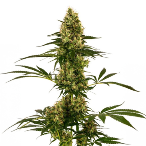 [SEED10AU] Sensi Seed, Blau Bullet Auto®, 3 Samen, fem. auto.
