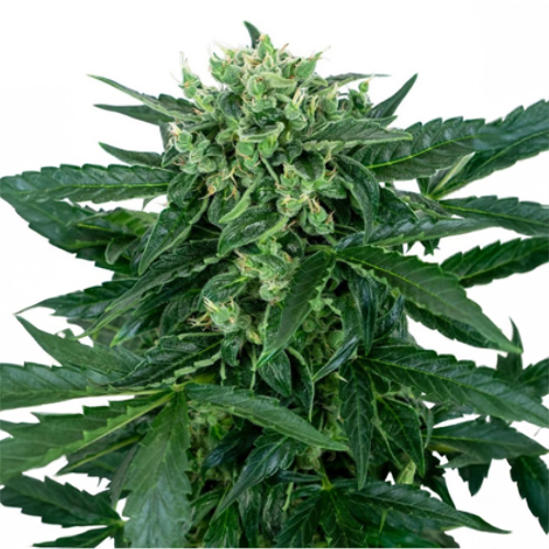 [SEED11AU] Sensi Seed, Sensi Amnesia Auto, 3 Samen, fem.auto