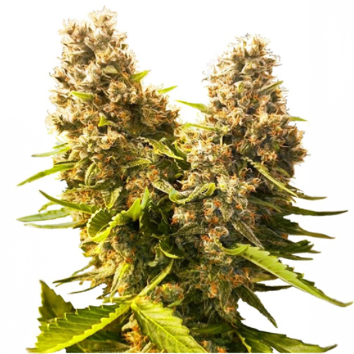 Sensi Seed, Banana Kush Cake, 3 Seeds, Fem.autofl.