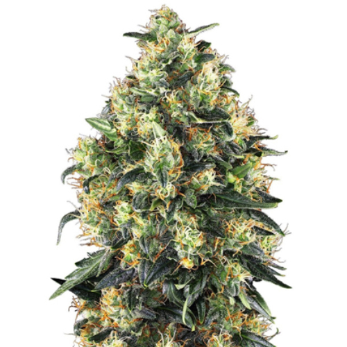 [SEED01AU] Sensi Seed, Super Skunk Automat, 3 Seeds, Fem.auto