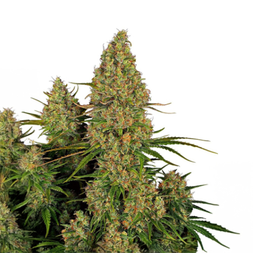 [SEED45AU] Sensi Seed, Sticky Orange XXL, 3 Samen, fem.autom.