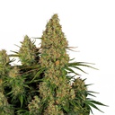 Sensi Seed, Sticky Orange XXL, 3 Seeds, Fem.autom.