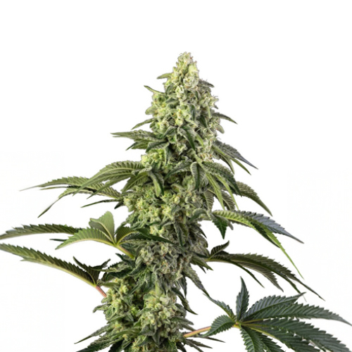 [SEED338] Sensi Seed, Cosmic Kiss, 3 Samen, feminis.