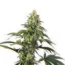 Sensi Seed, Cosmic Kiss, 3 Seeds, Feminized
