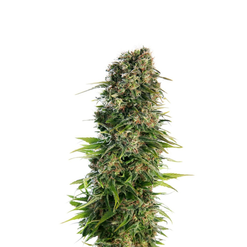 [SEED09AU] Sensi Seed, Hindu Kush Automa®, 3 Samen, fem.auto