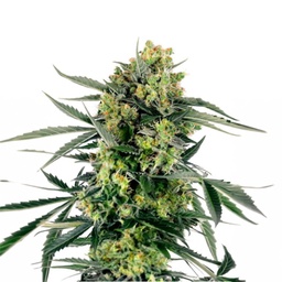 [SEED44AU] Sensi Seed, Blueberry Candiez, 3 Seeds, Fem.autom.