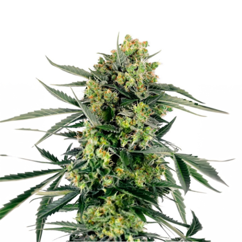 [SEED44AU] Sensi Seed, Blueberry Candiez, 3 Samen, fem.autom.