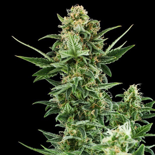 [RQS001A] Royal Queen Seeds, Royal Dwarf, 3 Seeds, Fem.auto