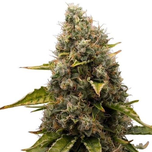 [RQS002F] Royal Queen Seeds, Weiß Widow, 3 Samen, fem