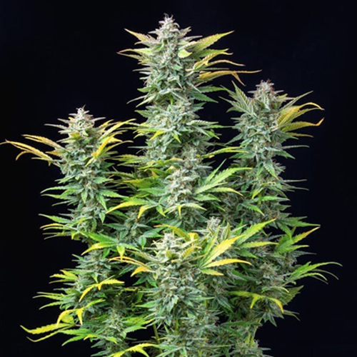 [RQS003A] Royal Queen Seeds, Quick One, 3 Seeds, F.auto