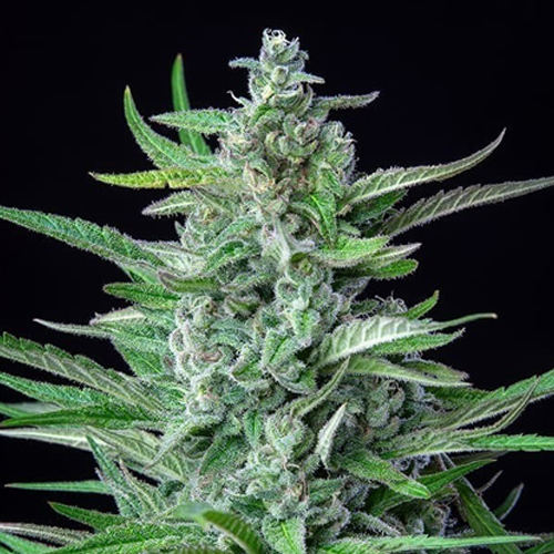 [RQS013F] Royal Queen Seeds, Special Kush #1, 3 Seeds, Fem.