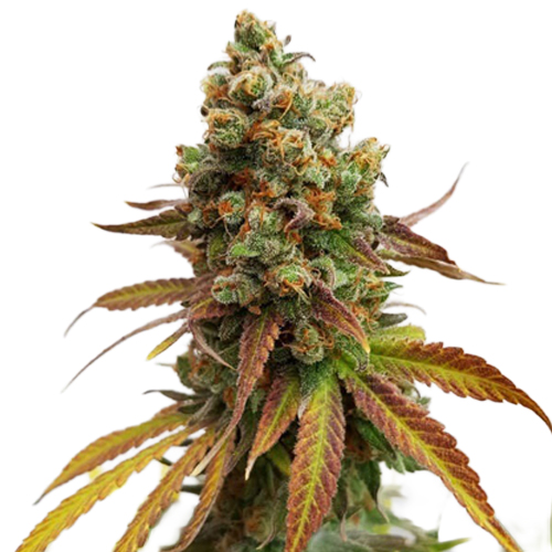 [RQS014F] Royal Queen Seeds, Spezial Queen #1, 3 Samen, fem.