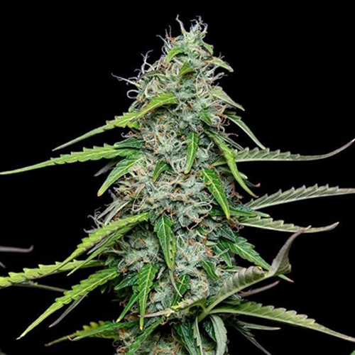 Royal Queen Seeds, Royal Gorilla, 3 Seeds, Fe.auto