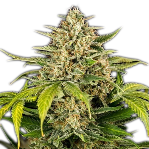 [RQS023A] Royal Queen Seeds, Green Gelato, 3 Seeds, Fem.auto