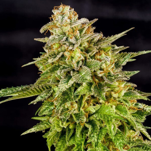 [RQS017F] Royal Queen Seeds, O.g. KUSH, 3 Seeds, Feminized