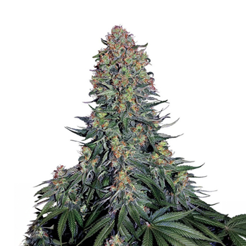[SEED333] Sensi Seed, Blue Skunk ®, 3 seeds, feminized